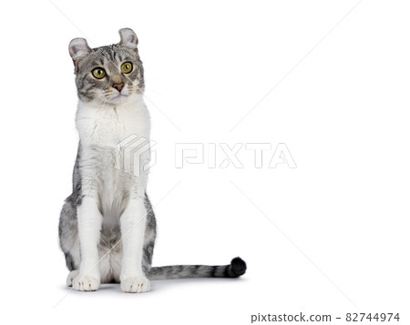 American Curl Shorthair cat on white 82744974