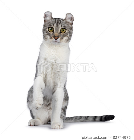 American Curl Shorthair cat on white American Curl Shorthair cat on white 82744975