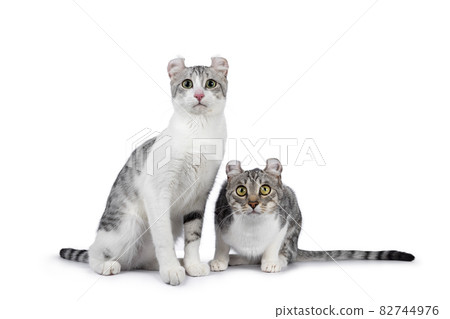 American Curl Shorthair cat on white 82744976