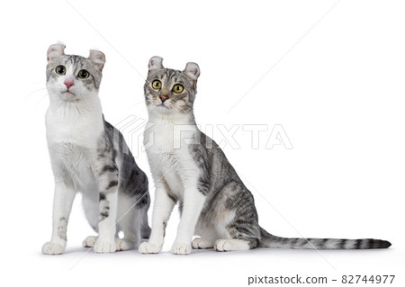American Curl Shorthair cat on white American Curl Shorthair cat on white 82744977