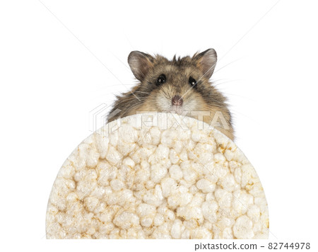 Hamster on white background Hamster on white background 82744978
