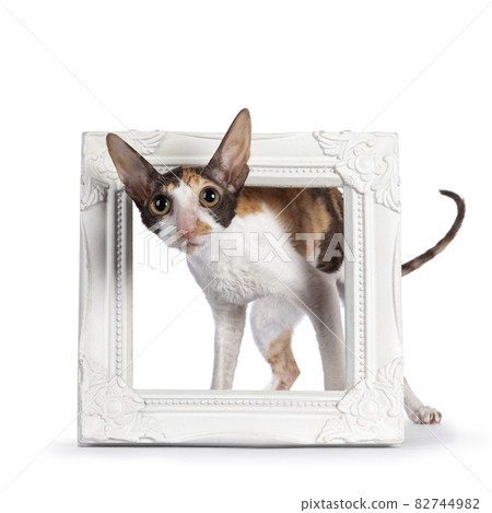 Cornish Rex on white background Cornish Rex on white background 82744982