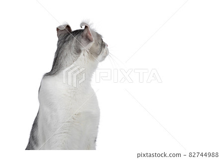 Shorthair American Curl cat on white 82744988