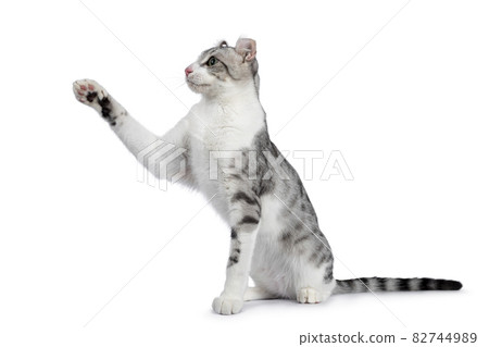 Shorthair American Curl cat on white 82744989