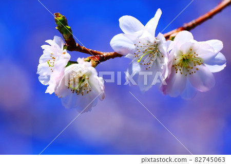 十月櫻花 82745063