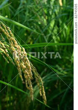 Pre-harvest rice and rice Pre-harvest rice and rice 82745505