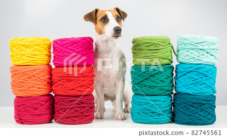 Jack russell terrier dog near multi-colored cotton yarn. The assortment of the store for needlework. Jack russell terrier dog near multi-colored cotton yarn. The assortment of the store for needlework. 82745561