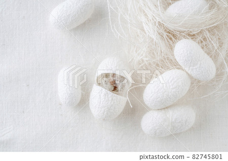 white silkworm cocoons shells, source of silk fabric as a background 82745801