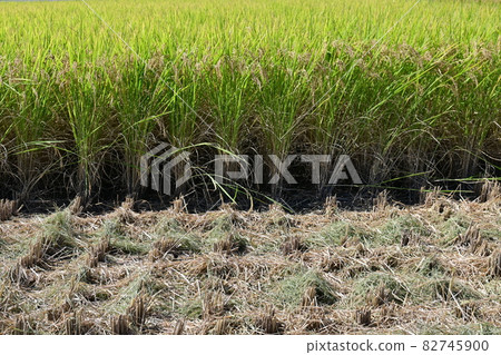 Rice in the rice field in the middle of harvest 82745900