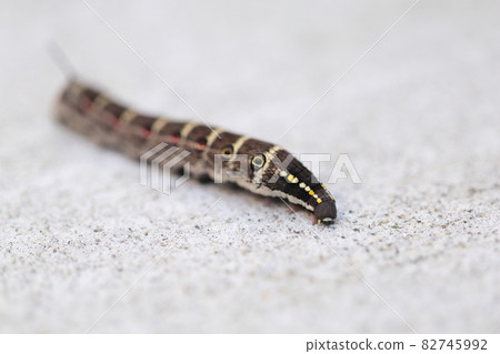 Caterpillar larva 82745992