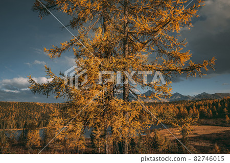 Trunk of yellow larch tree. Long branches 82746015