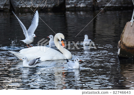 黑頭鷗和疣鼻天鵝 82746643