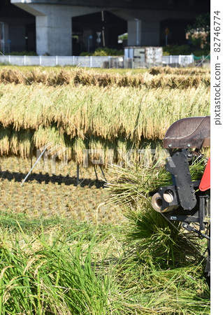 茅崎新稻，秋收，收穫之時 82746774