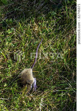 Young bank vole (Myodes glareolus, formerly Clethrionomys glareolus) hidden in the grass Young bank vole (Myodes glareolus, formerly Clethrionomys glareolus) hidden in the grass 82746871