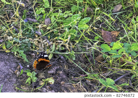 Vanessa atalanta known as red admiral or red admirable 82746872