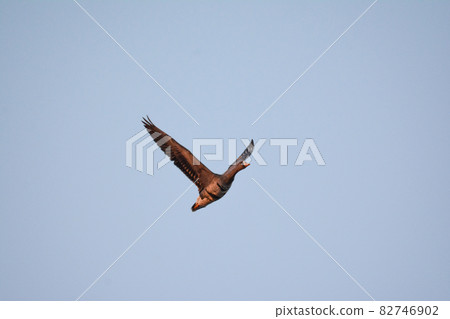 Flighting Magan Flighting Magan 82746902