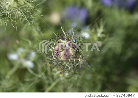 Love-in-a-mist Shorty Blue fruit Love-in-a-mist Shorty Blue fruit 82746947