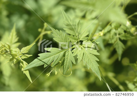 Balloon vine 82746950