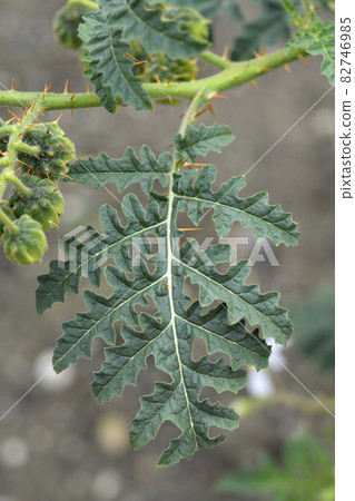 Sticky nightshade 82746985