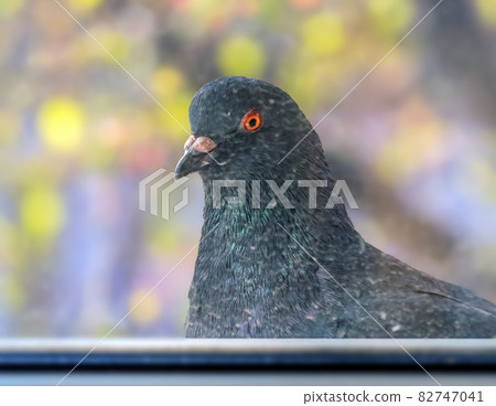 The gray dove is peering through the glass into the home. Close-up. 82747041