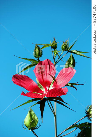 Scarlet rosemallow that blooms large flowers under the blue sky 82747106