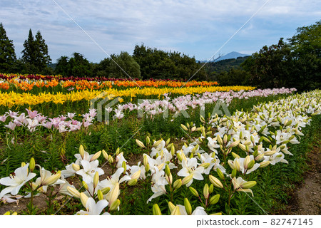 月岡公園的百合花田(新潟縣魚沼市) 月岡公園的百合花田(新潟縣魚沼市) 82747145