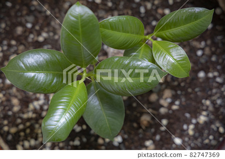 Camellia tree sprouting Camellia tree sprouting 82747369