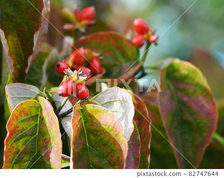 Dogwood fruit Dogwood fruit 82747644