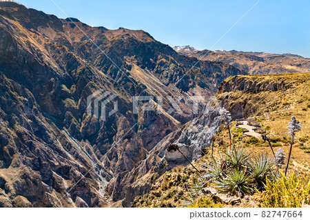 Scenery of the Colca Canyon in Peru Scenery of the Colca Canyon in Peru 82747664