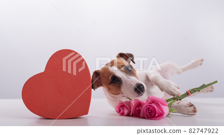 A cute dog lies next to a heart-shaped box and holds a bouquet of pink roses on a white background. Valentine's day gift 82747922