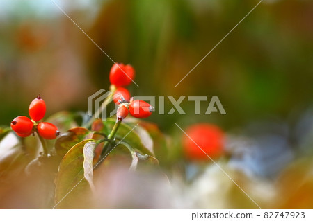 山茱萸果 山茱萸果 82747923