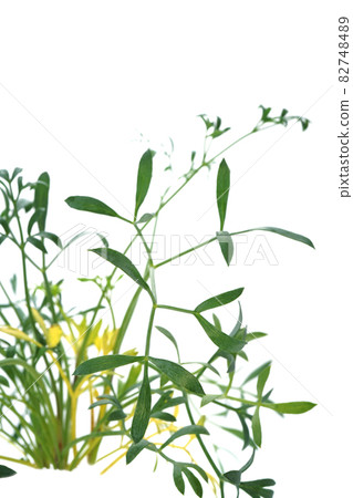 Spicy and spicy taste of sea fennel Spicy and spicy taste of sea fennel 82748489