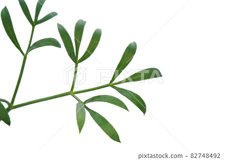 海茴香的麻辣味 海茴香的麻辣味 82748492