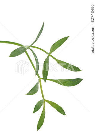 Spicy and spicy taste of sea fennel Spicy and spicy taste of sea fennel 82748496