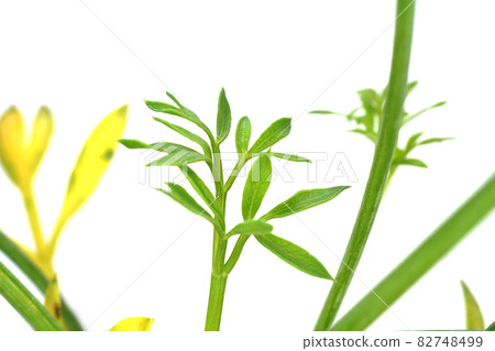 Spicy and spicy taste of sea fennel 82748499