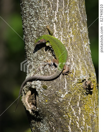 European Green Lizard Female European Green Lizard Female 82749010