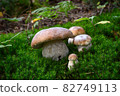 Group of beautiful boletus mushrooms growing in a green moss in the forest. Concept of natural and organic nutrition. 82749113
