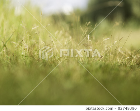 Autumn natural background with green and yellow dried grass on field. Fall season. Selective focus. Autumn natural background with green and yellow dried grass on field. Fall season. Selective focus. 82749380