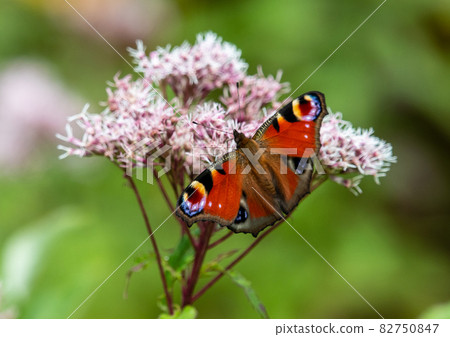 Zao Chuo Kogen，一隻吸蜜蜂的孔雀蝴蝶 82750847