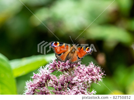 Zao Chuo Kogen，一隻吸蜜蜂的孔雀蝴蝶 82750852