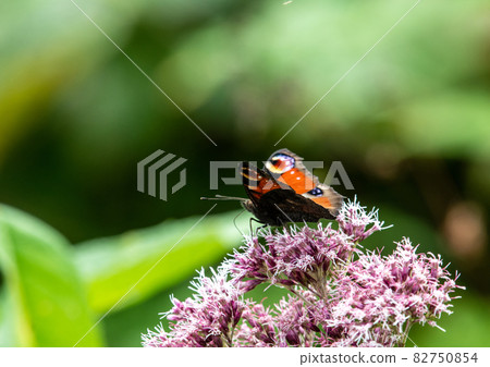 Zao Chuo Kogen, a peacock butterfly that sucks honeybees 82750854