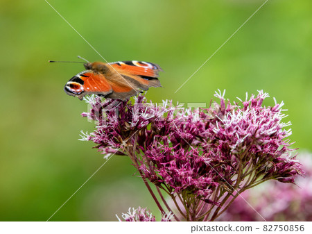 Zao Chuo Kogen，一隻吸蜜蜂的孔雀蝴蝶 82750856