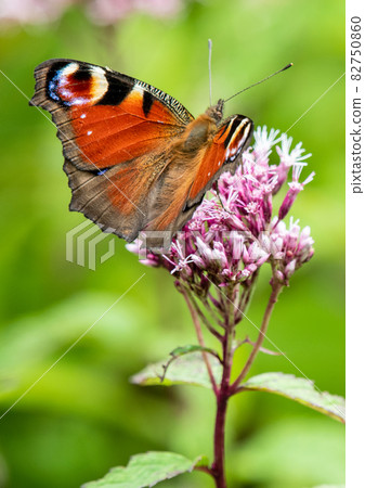 Zao Chuo Kogen，一隻吸蜜蜂的孔雀蝴蝶 82750860