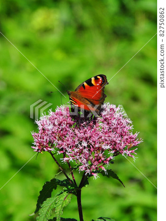 Zao Chuo Kogen,一隻吸蜜蜂的孔雀蝴蝶 Zao Chuo Kogen,一隻吸蜜蜂的孔雀蝴蝶 82750862