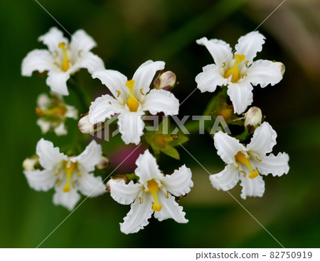 Yamagata Prefecture Gassan Flower Iwaicho 82750919