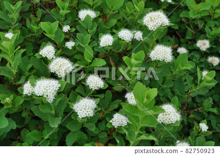 Yamagata Prefecture Gassan Flower Sardine Motsuke 82750923