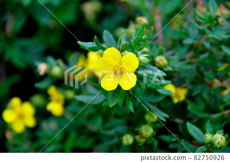 Kinrobai, Gassan Flower, Yamagata Prefecture 82750926