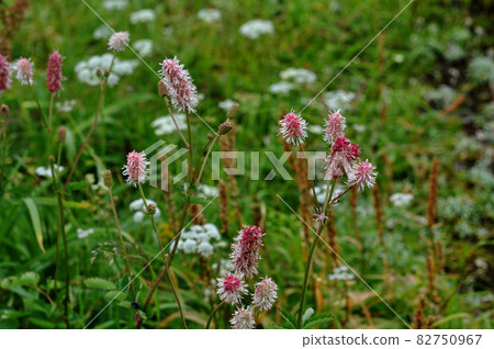 Yamagata Prefecture Gassan Flower Takane Touchinso Yamagata Prefecture Gassan Flower Takane Touchinso 82750967