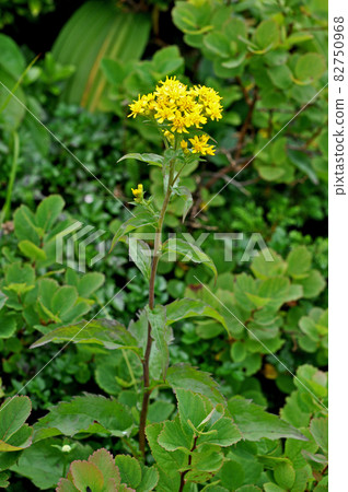 Yamagata Prefecture Gassan flower Miyama no goldenrod 82750968