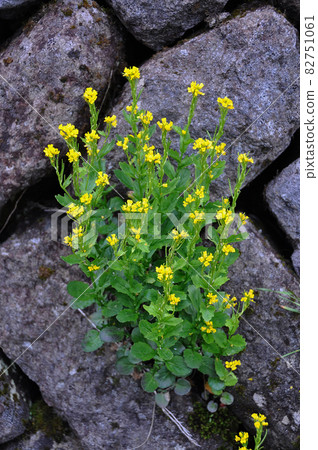 Yamagarashi, Gassan Flower, Yamagata Prefecture 82751061